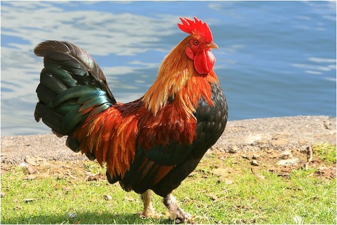 תרנגול ערבי